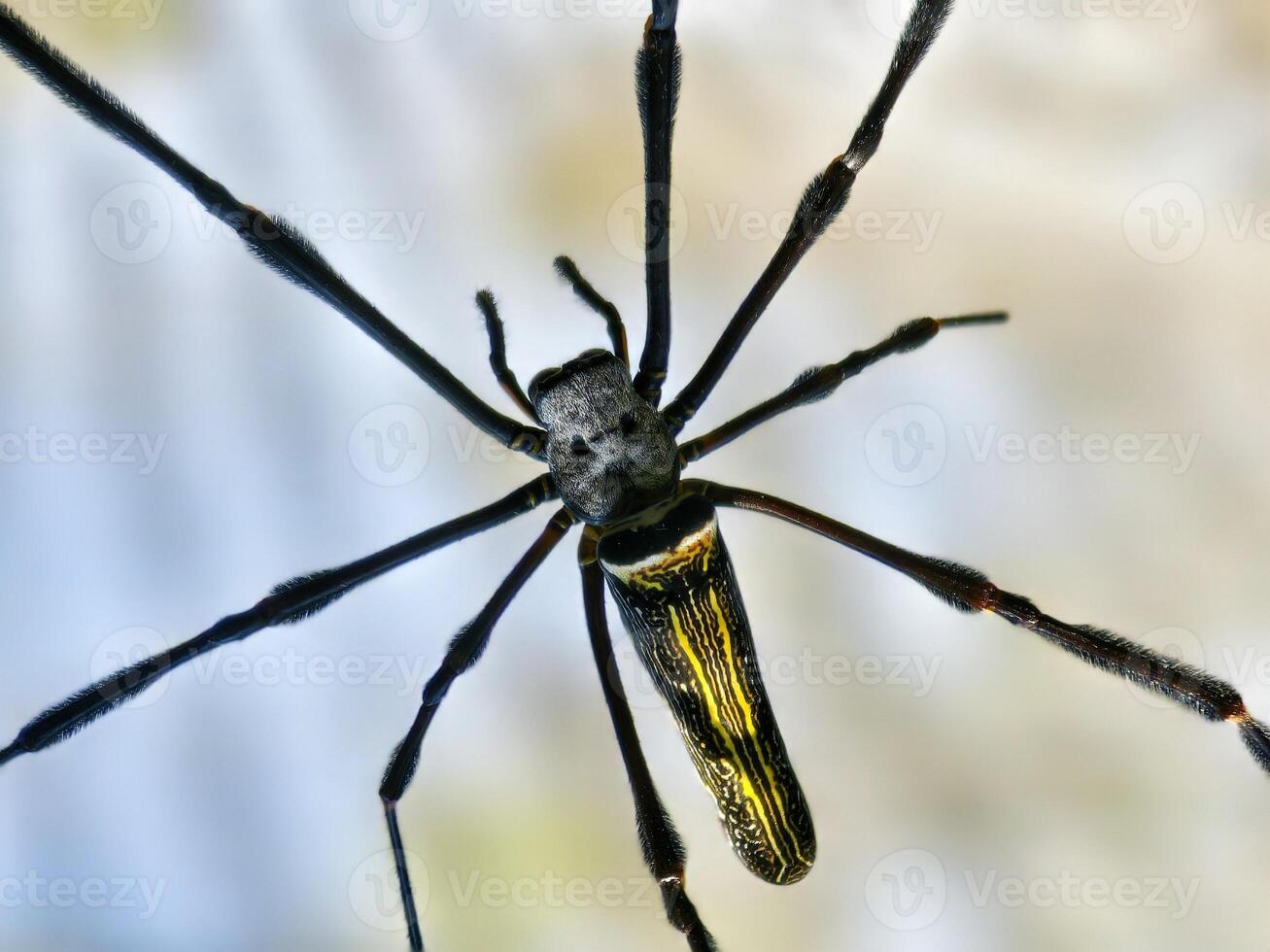 Macro shot of a golden orb weaver spider, showcasing its unique body patterns and intricate details photo