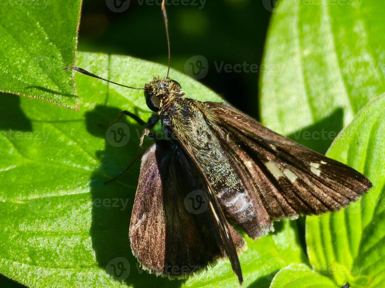 Detailed macro capture of a skipper butterfly, highlighting its intricate wings and fuzzy body texture. photo