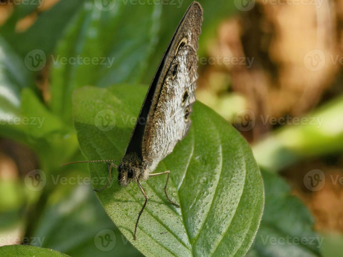 Exquisite Brown Butterfly Perched Delicately on a Vibrant Green Leaf in a Natural Setting photo