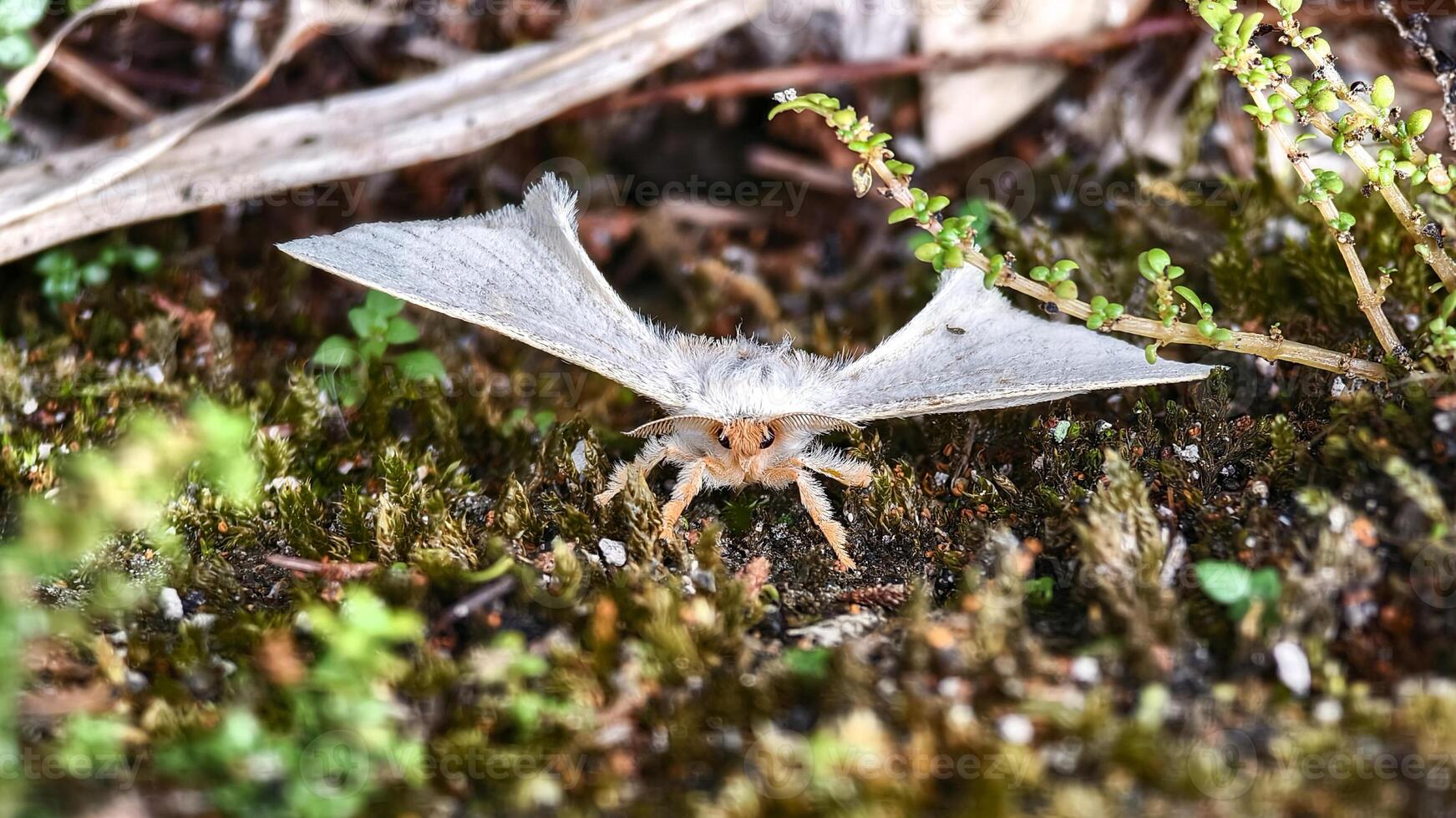 Extreme Close-up Macro Shot of a Fluffy White Moth with Prominent Eyes and Feathery Antennae. photo