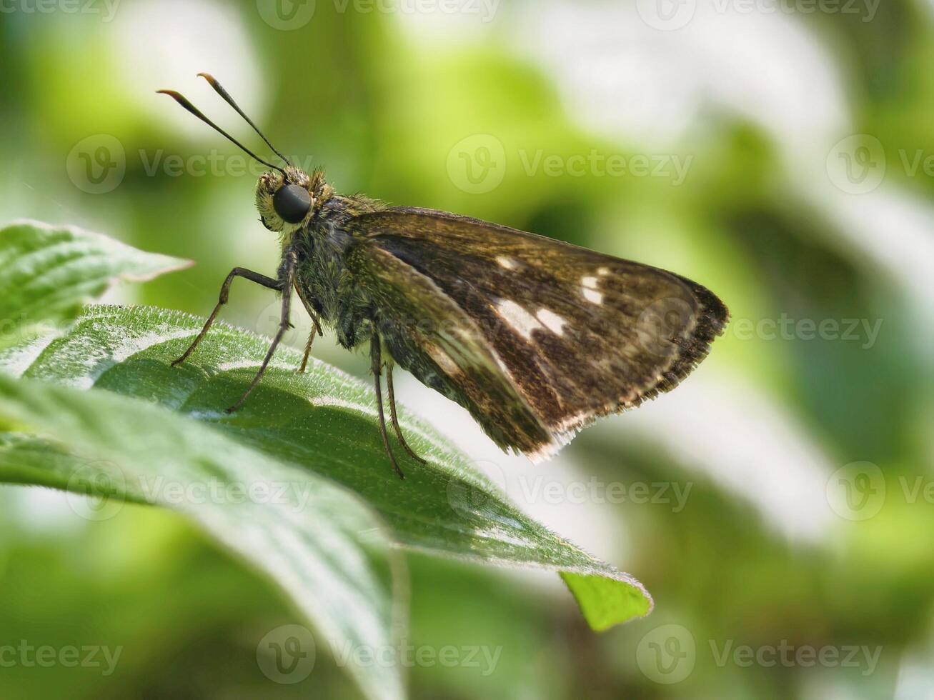 Detailed macro shot of a skipper butterfly, captured with a shallow depth of field for subject isolation photo