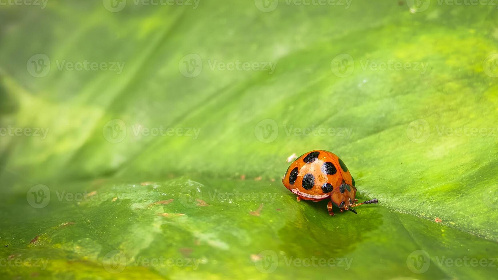 Close-up Macro Shot of an Orange Ladybug with Black Spots Perched on a Green Leaf photo