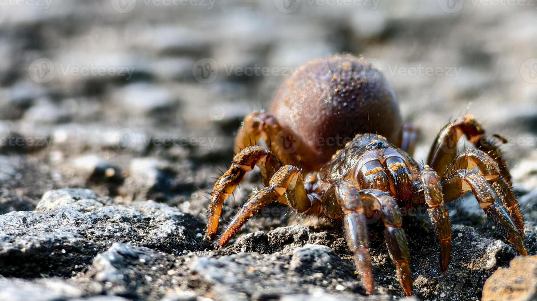 Detailed view of a brown spider on rough ground. Its textured body and legs are visible photo