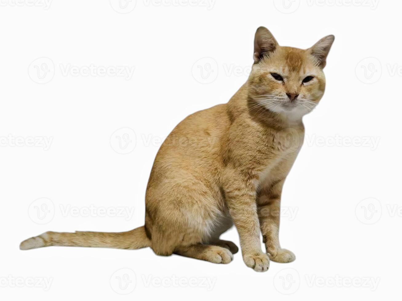 An Orange Tabby Cat with a Sassy Expression Sitting Gracefully on a Clean White Background. photo