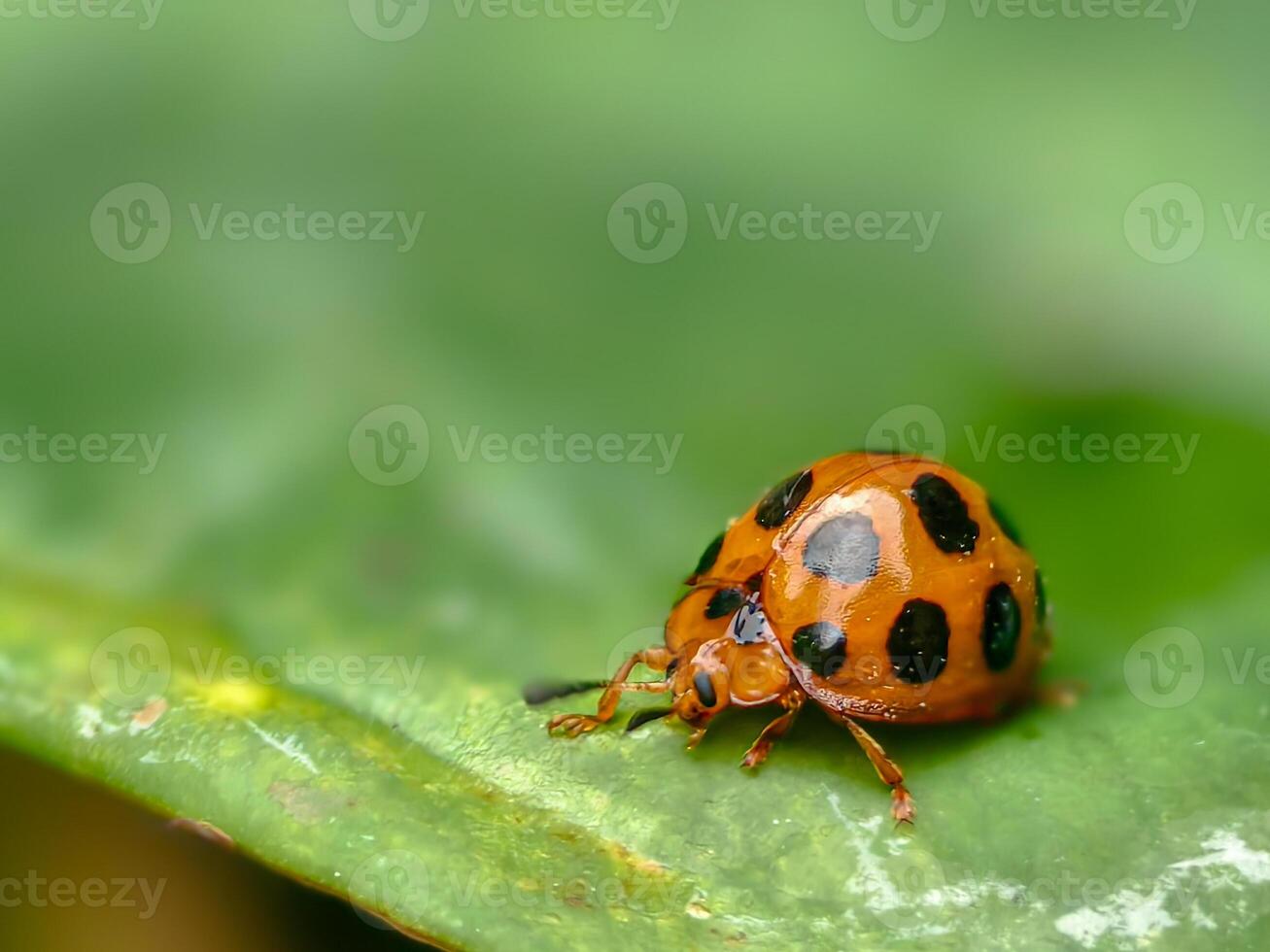 Close-up Macro Shot of an Orange Ladybug with Black Spots Perched on a Green Leaf. photo