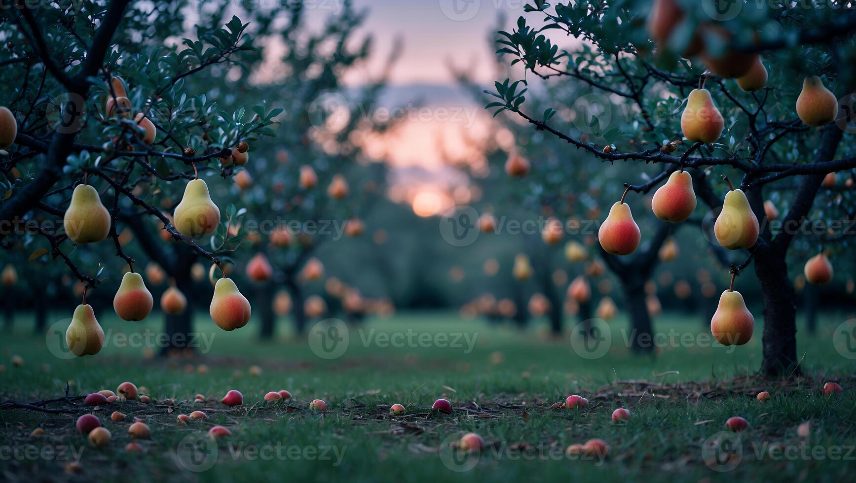 Pears Hanging in Orchard at Sunset with Pears on Ground photo