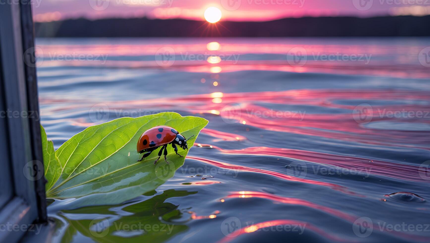 Ladybug Sitting on Leaf Floating in Water at Colorful Sunset photo