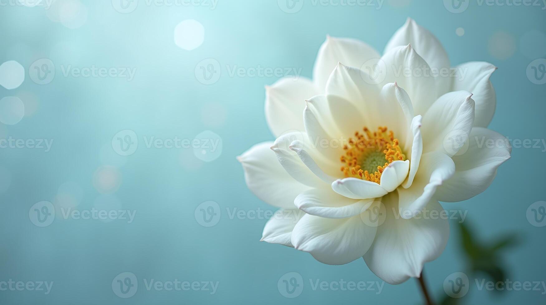 Pristine white flower against a soft, bluish background. photo
