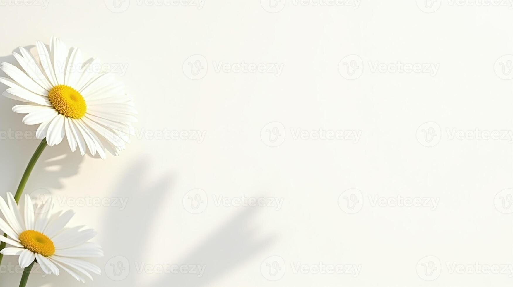 Simplicity and tranquility in daisy flowers against a white backdrop. photo