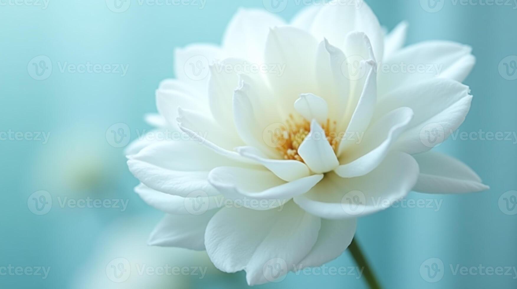White, pristine flower against a serene, muted background. photo