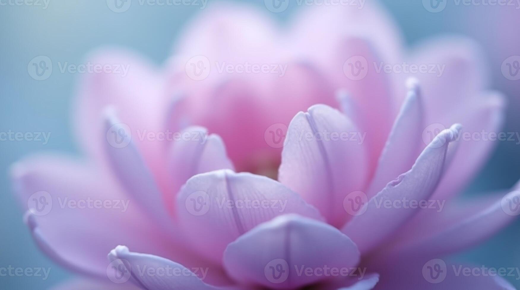A delicate, pastel-colored flower in full bloom. photo