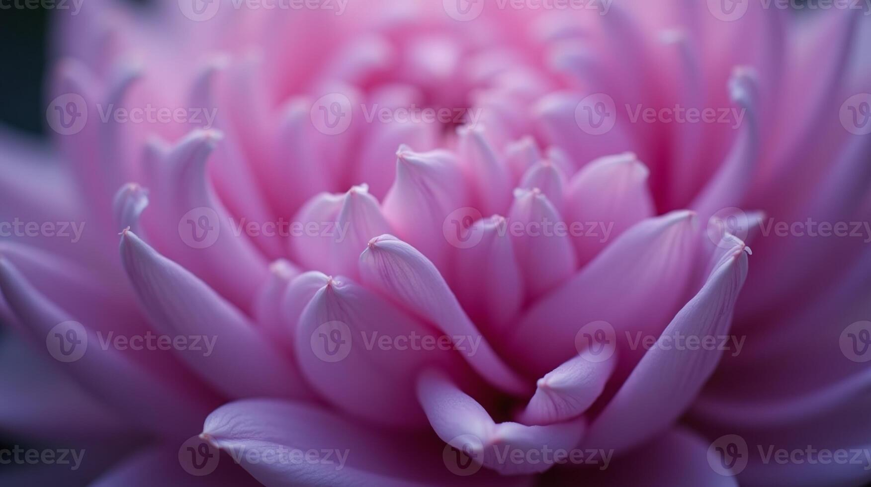 An exquisite close-up of a lush pink chrysanthemum bloom. photo