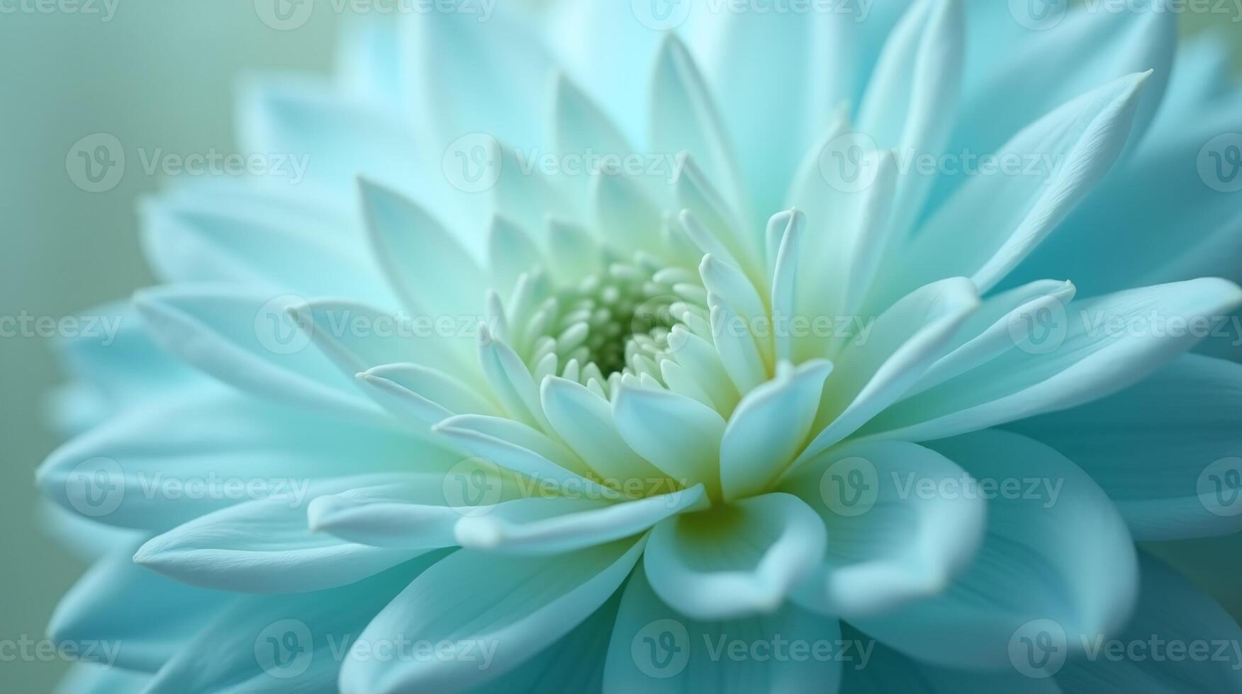 An exquisite light blue flower, gently unfurled. photo