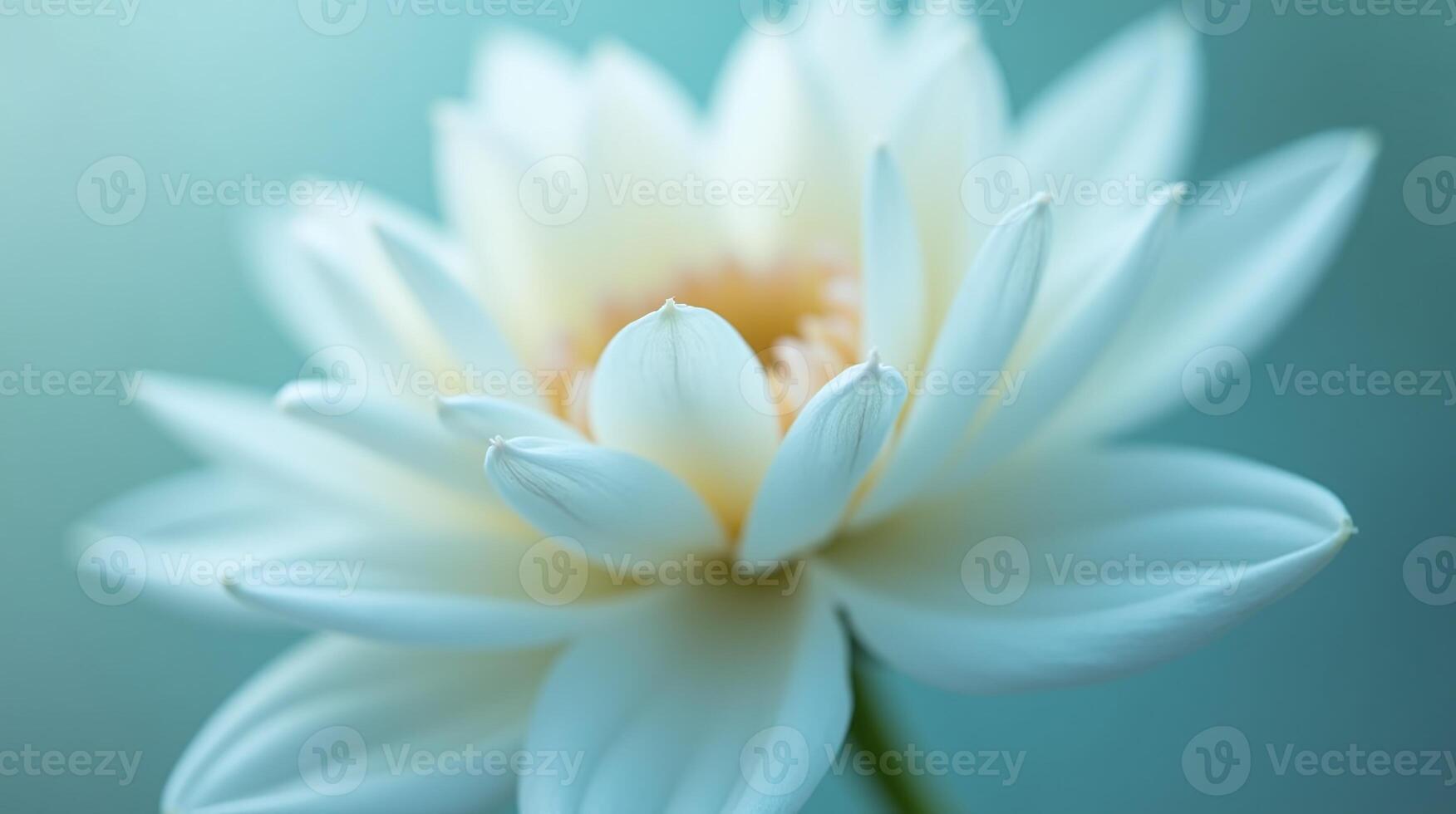 A serene, white lotus flower, softly illuminated and delicately captured. photo