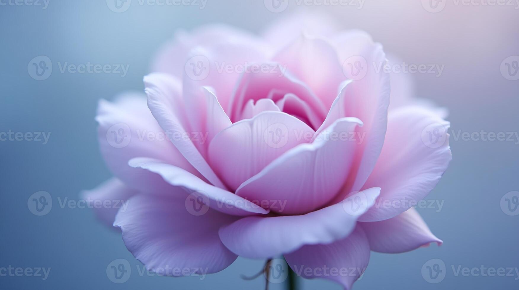 A beautifully detailed pink flower stands against a blurred background. photo