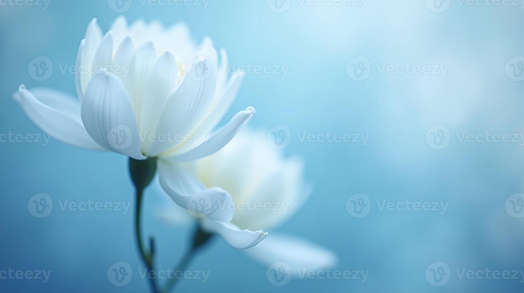 Two delicate white flowers bloom harmoniously against a serene blue backdrop. photo