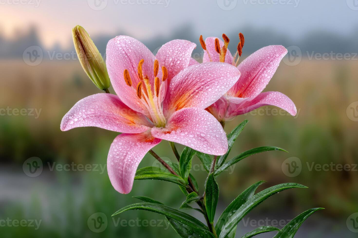 Two pink lilies blooming in a dewy field at sunrise photo