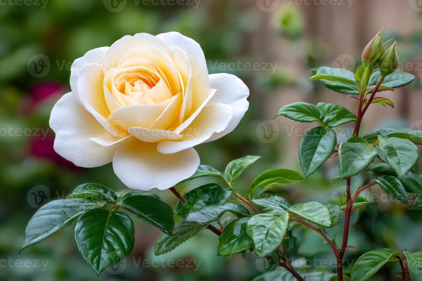 Delicate creamy rose blooming in the garden with green leaves and buds photo