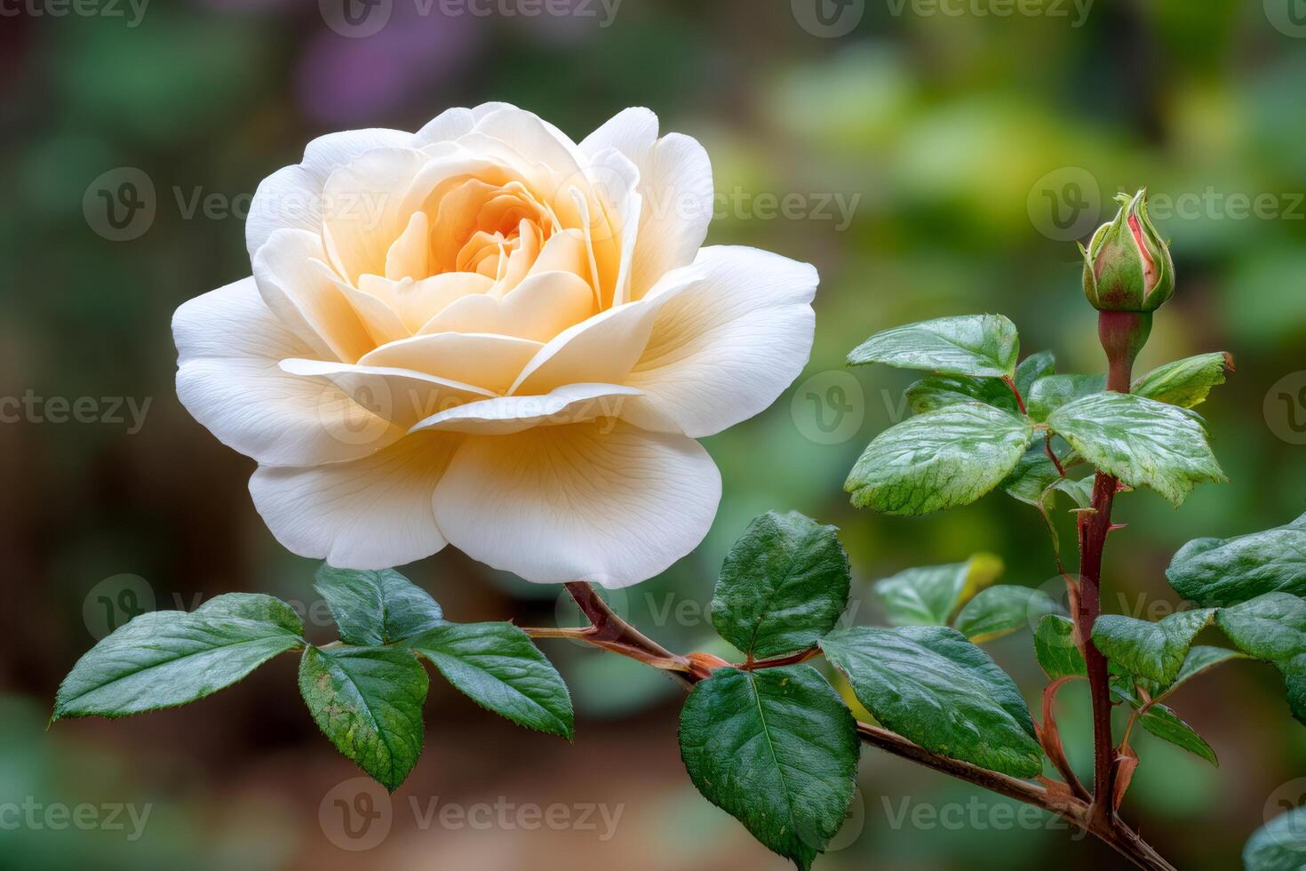 Delicate cream rose blooming in the garden with green leaves and unopened bud photo