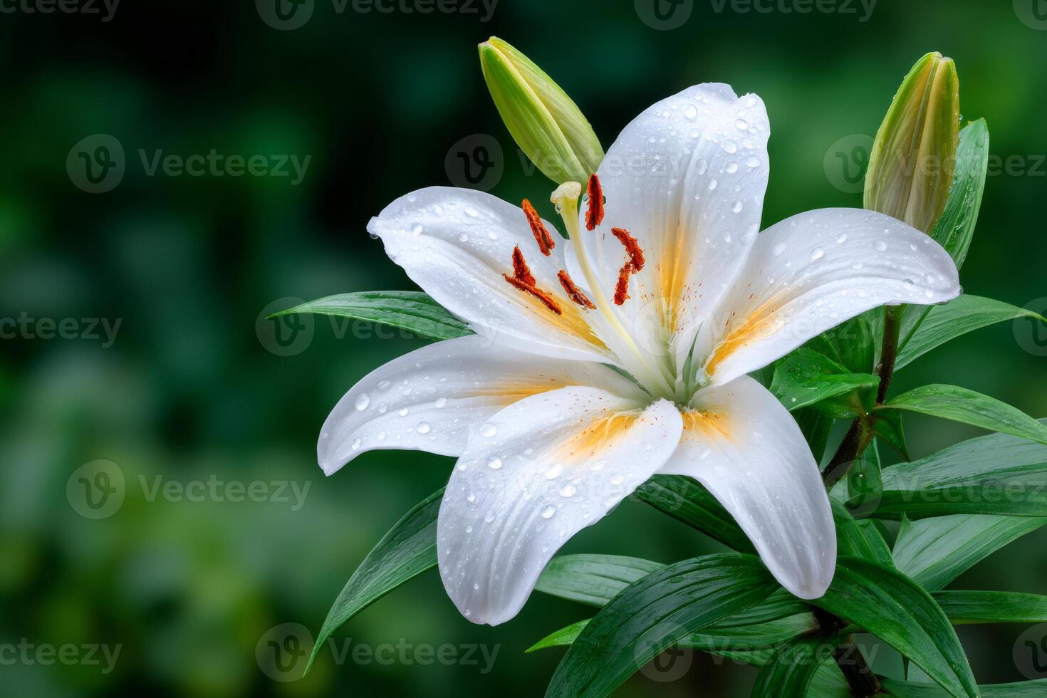 White lily flower with water drops blooming in the garden photo