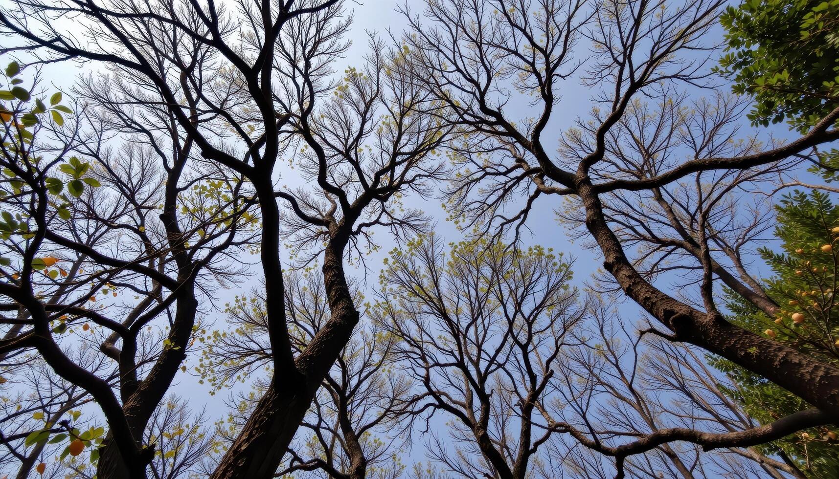 a canopy of interwoven tree branches seen from below. photo