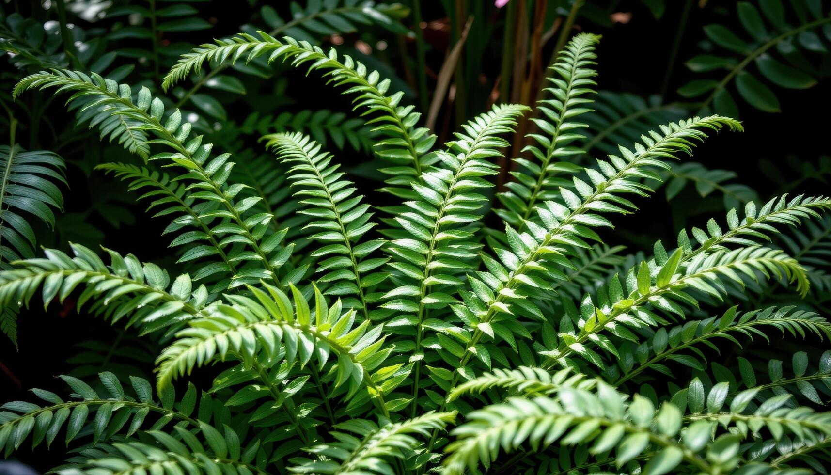 jungle ferns unfurling new leaves in the shade. photo