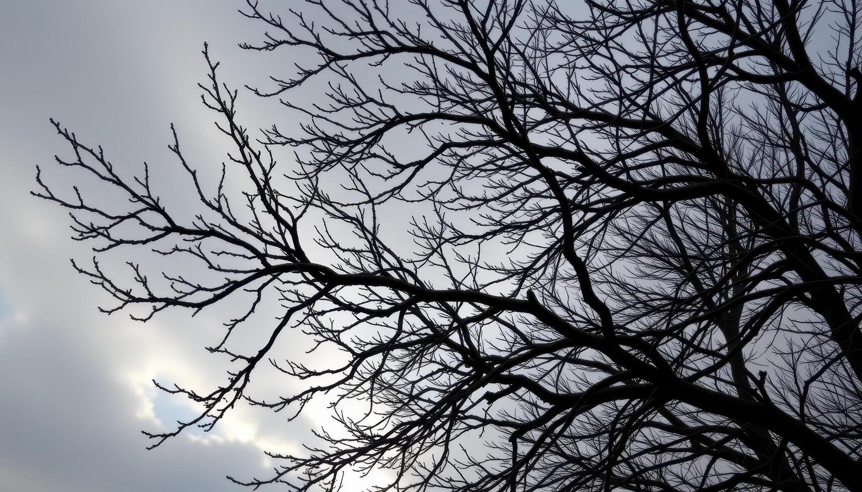 twisting branches silhouetted against a cloudy sky. photo