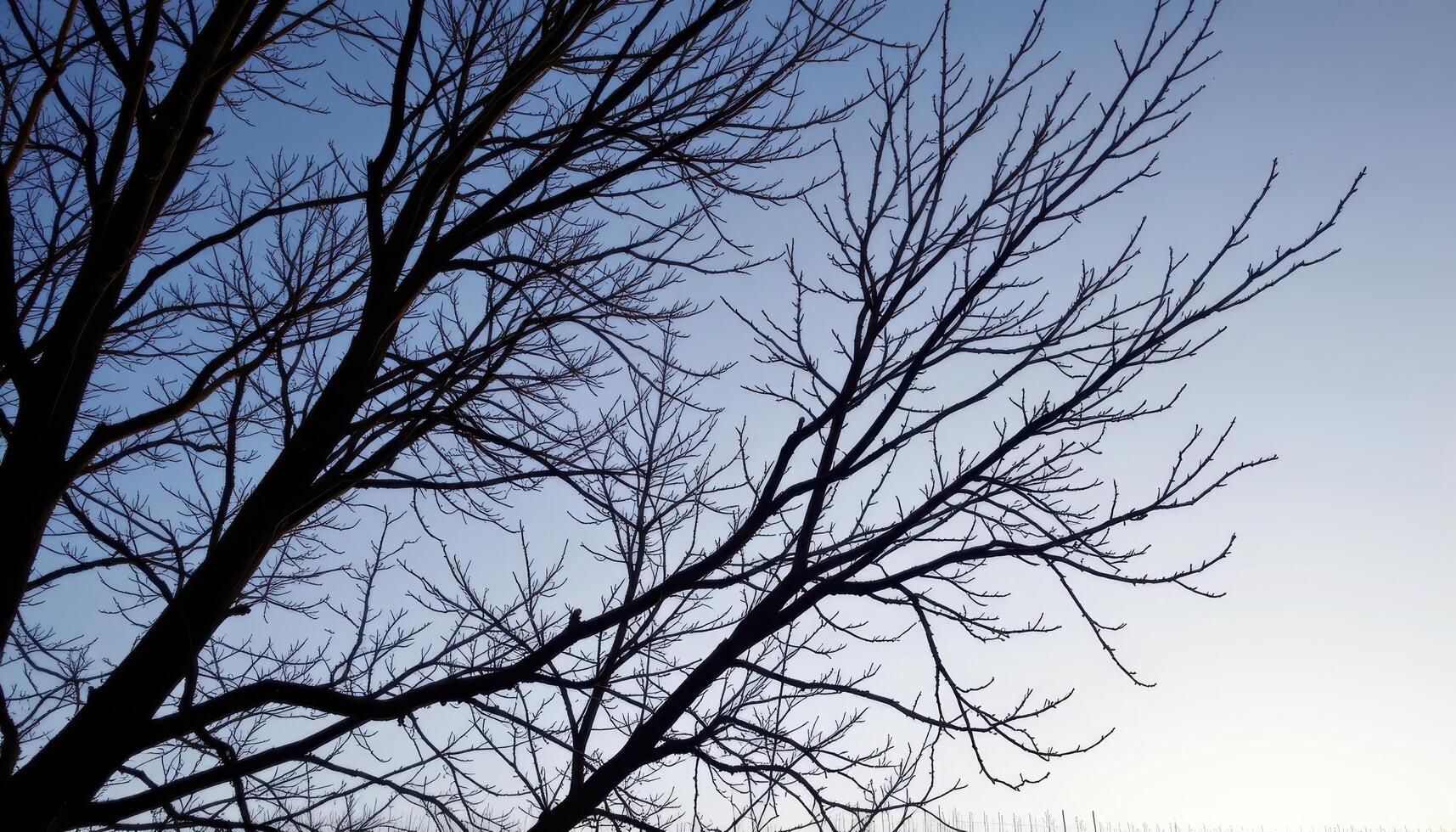 bare tree branches silhouetted against a winter sky. photo