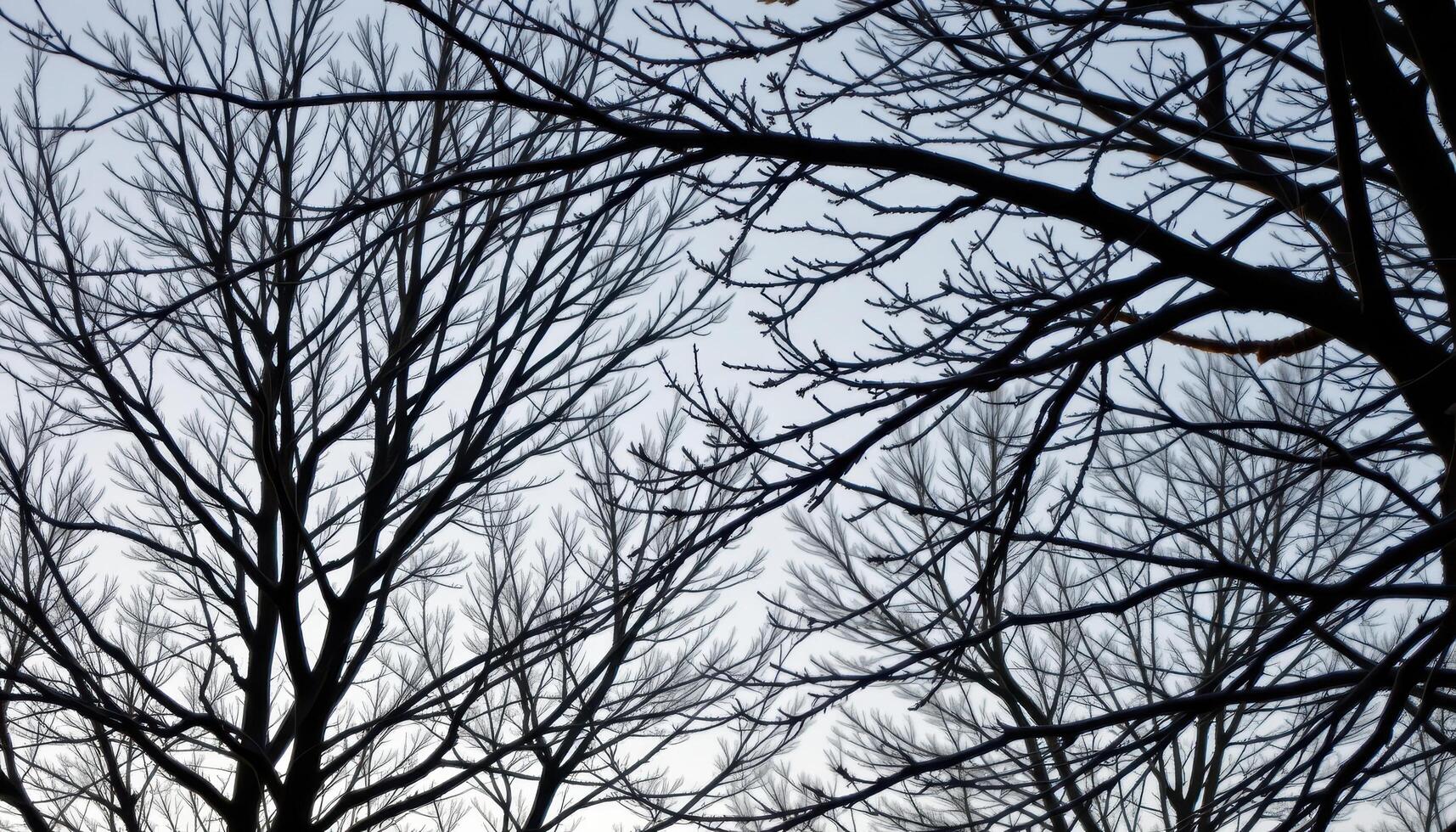 bare tree branches etched against a winter sky. photo