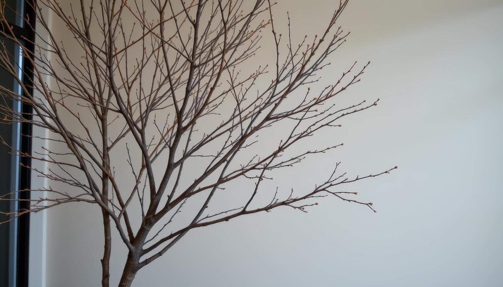 indoor tree with bare winter branches beside a textured wall photo