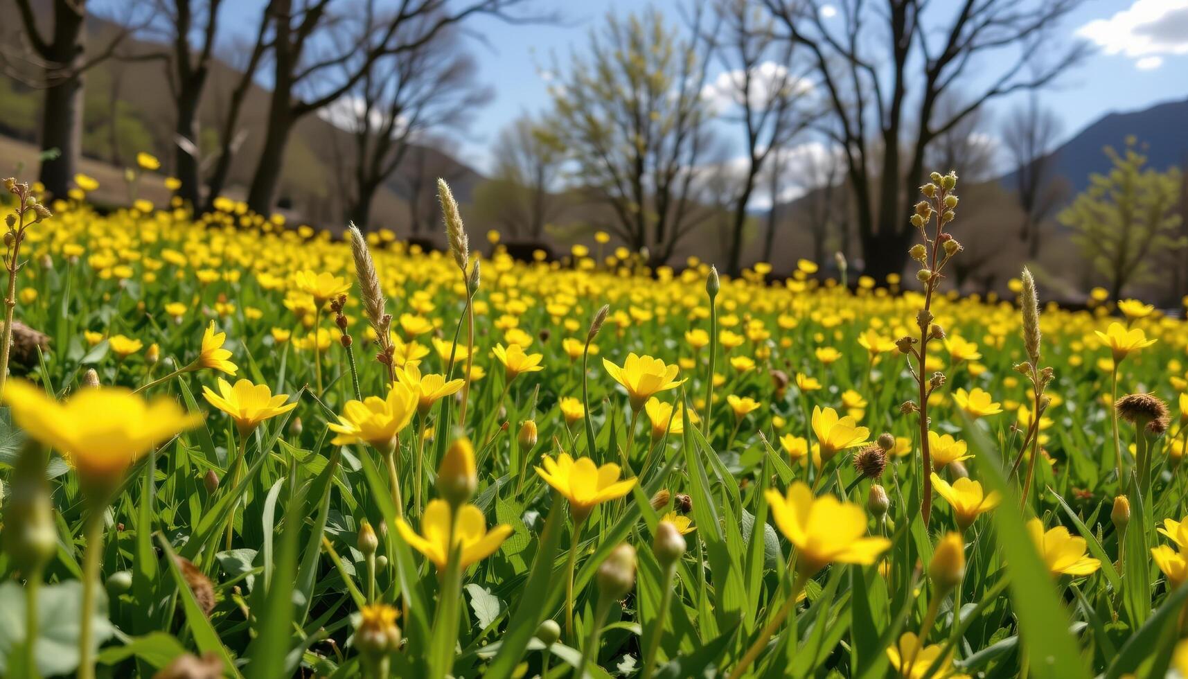 field of buttercups gently swaying in spring wind photo