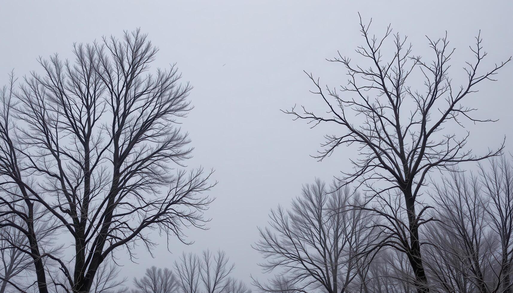 bare trees with frost tipped branches against a gray sky photo