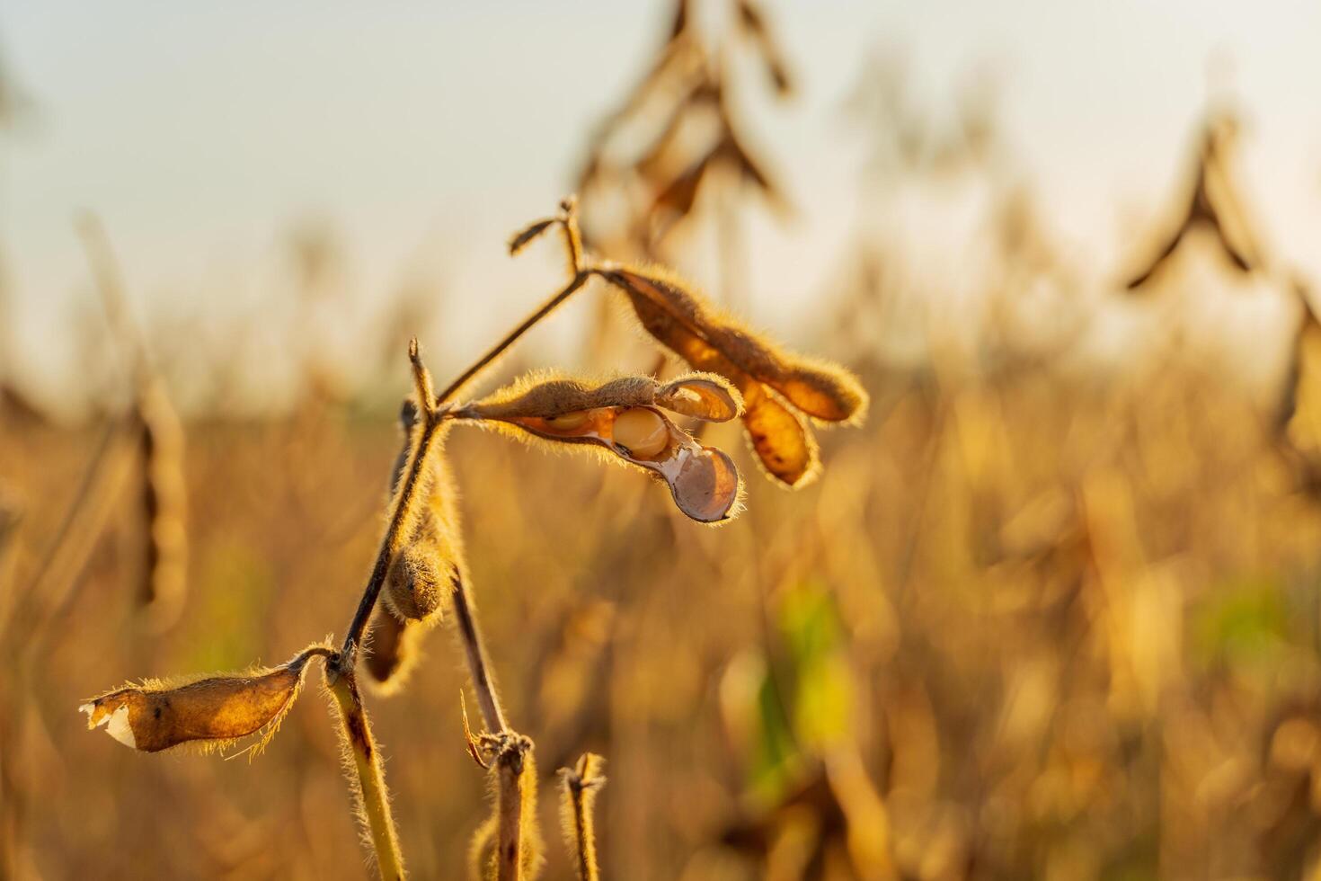 Ripe soybean pods dangle from a plant in a field during the golden hour of autumn, showcasing their mature state ready for harvest photo