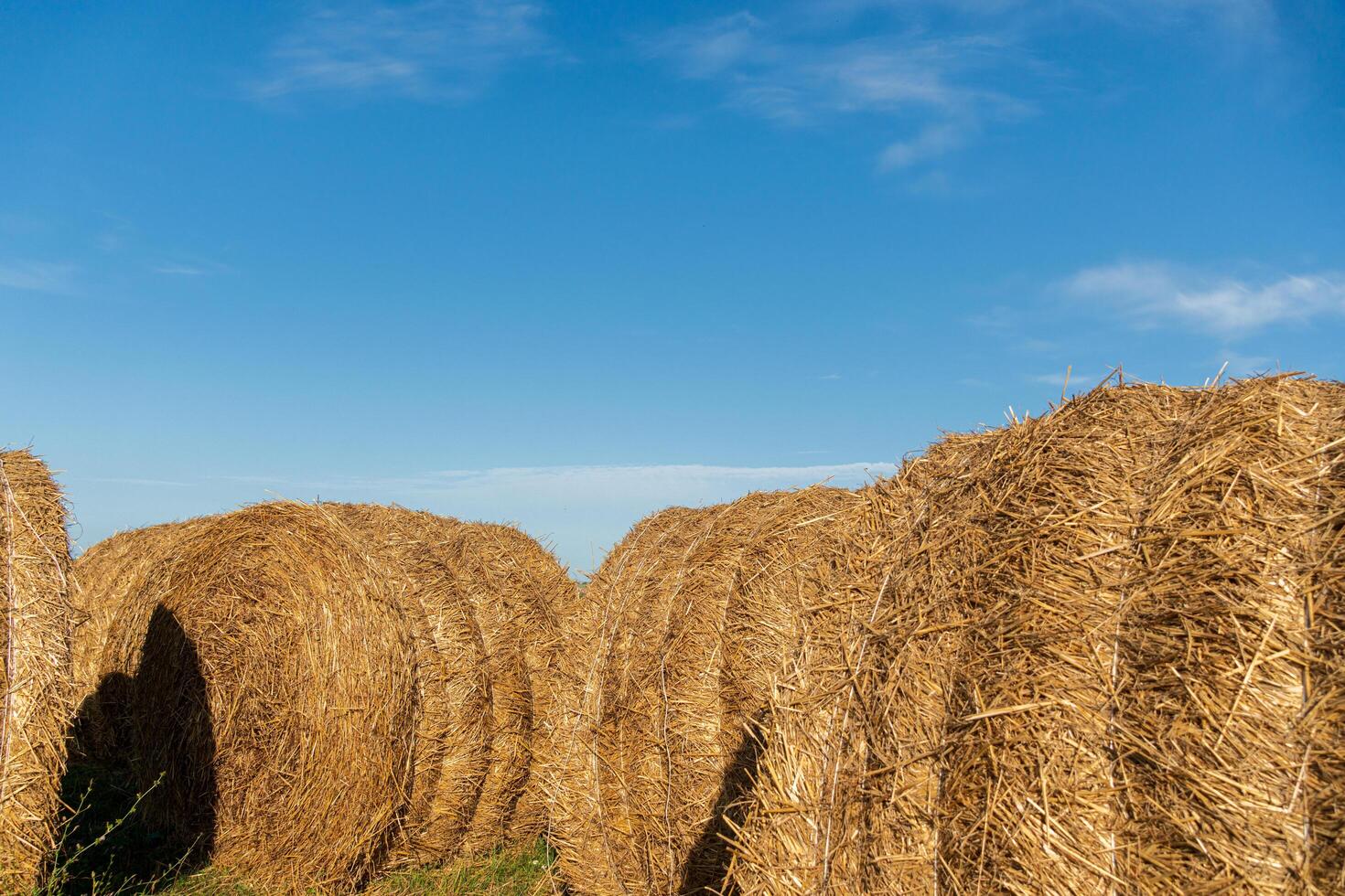 Round bales of hay are stacked in a lush field with a bright blue sky and wispy clouds during early evening light photo
