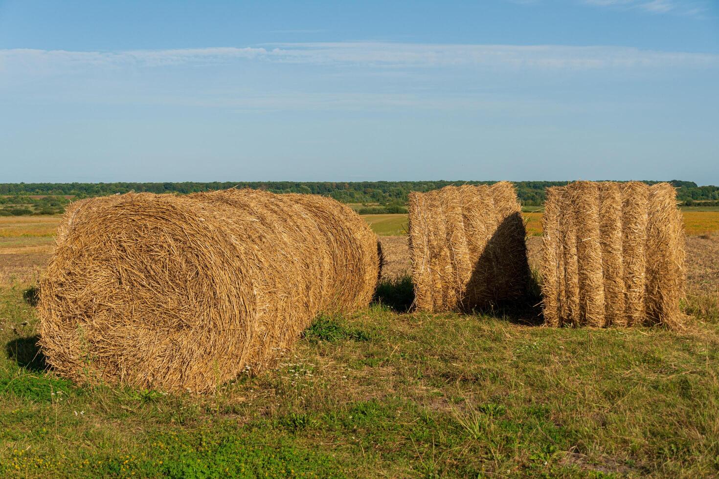 Round hay bales are scattered across a green field against a backdrop of distant trees and blue sky, enjoying a sunny afternoon photo