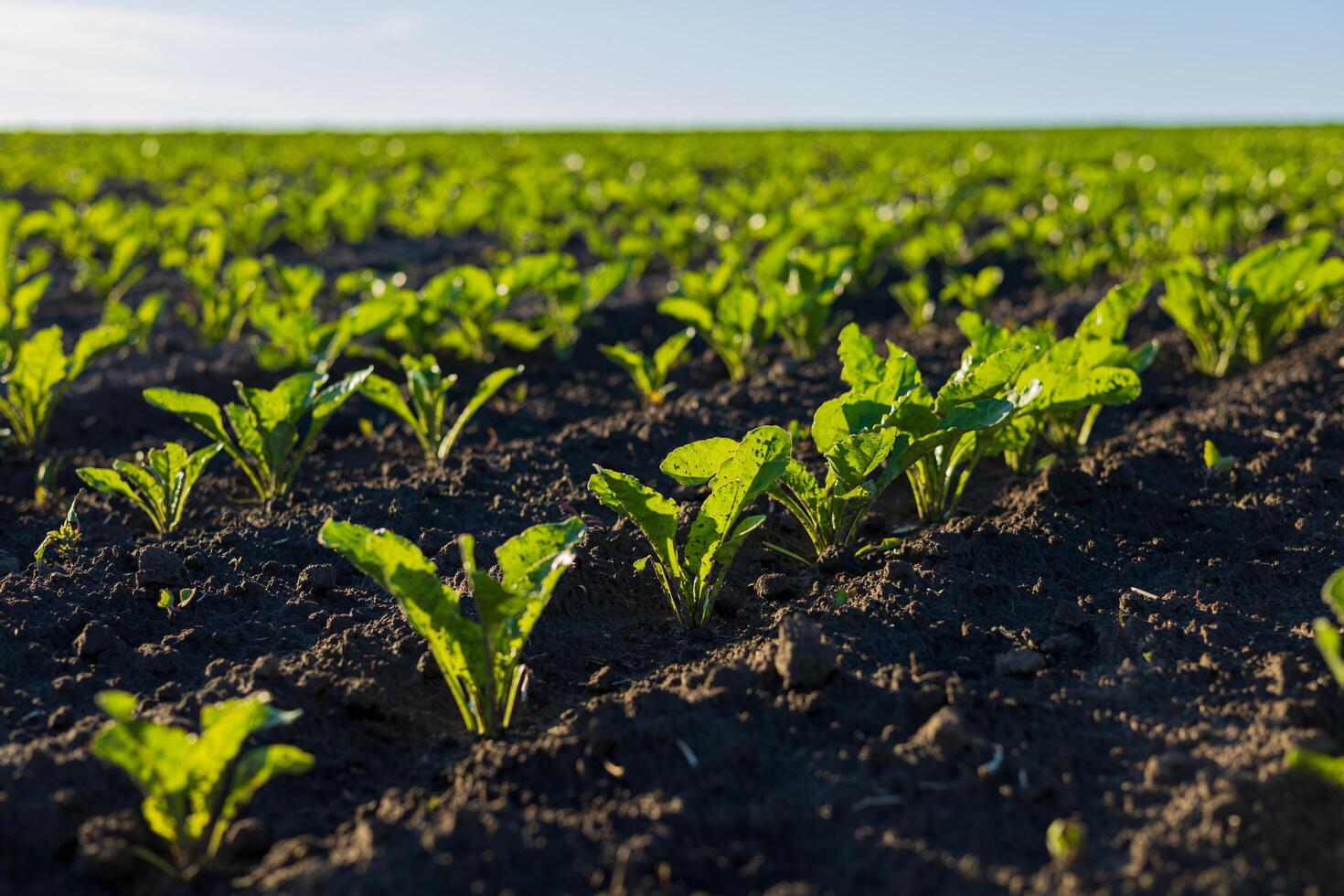 Vibrant sugar beet plants thrive in neat rows, soaking up sunlight in a fertile field, signaling a promising harvest in the growing season photo