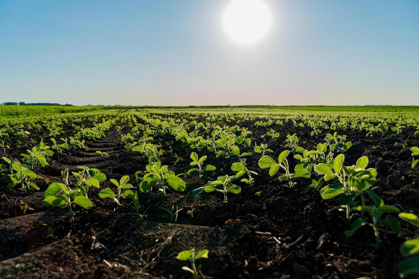 Rows of healthy soybean plants grow vigorously in a sunlit field with clear blue skies photo