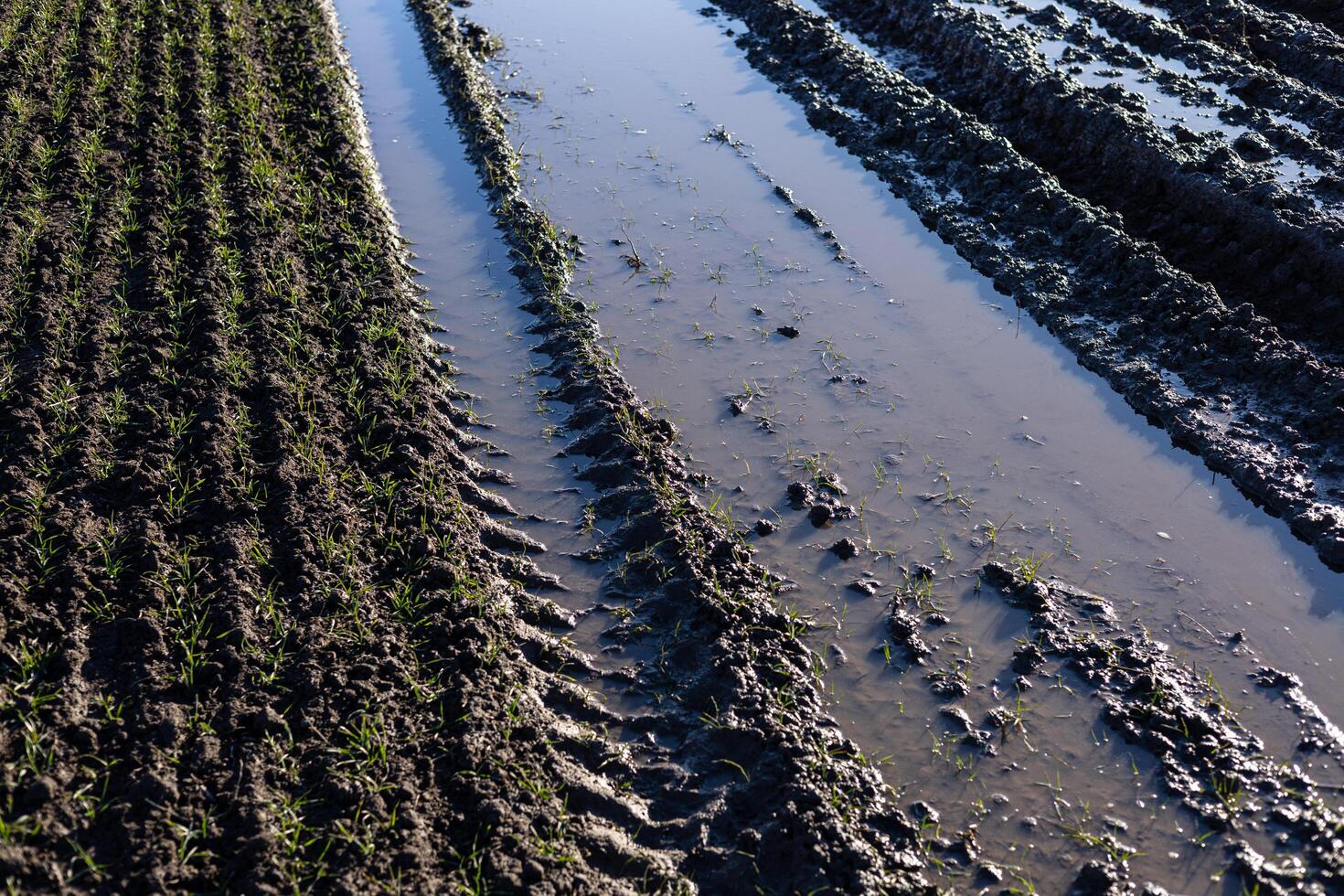 Muddy rice field features tractor tire tracks filled with water and young rice plants sprouting alongside. Early morning light enhances the scene photo