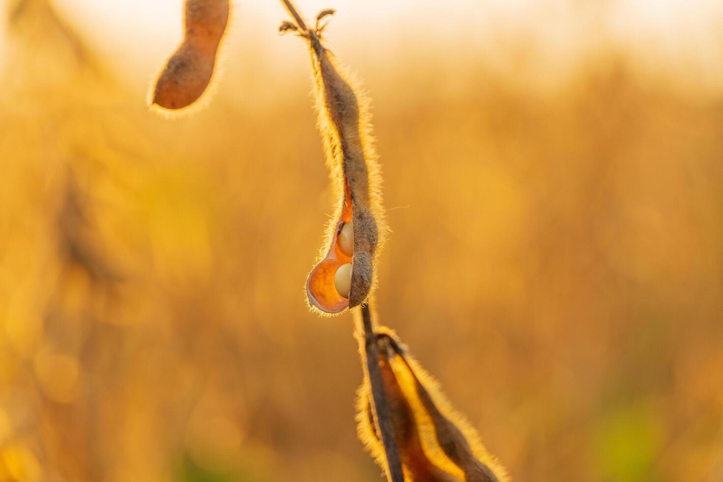 Soybean pods are illuminated in golden light as they hang from the plant in a field, signaling the approach of harvest in the evening photo