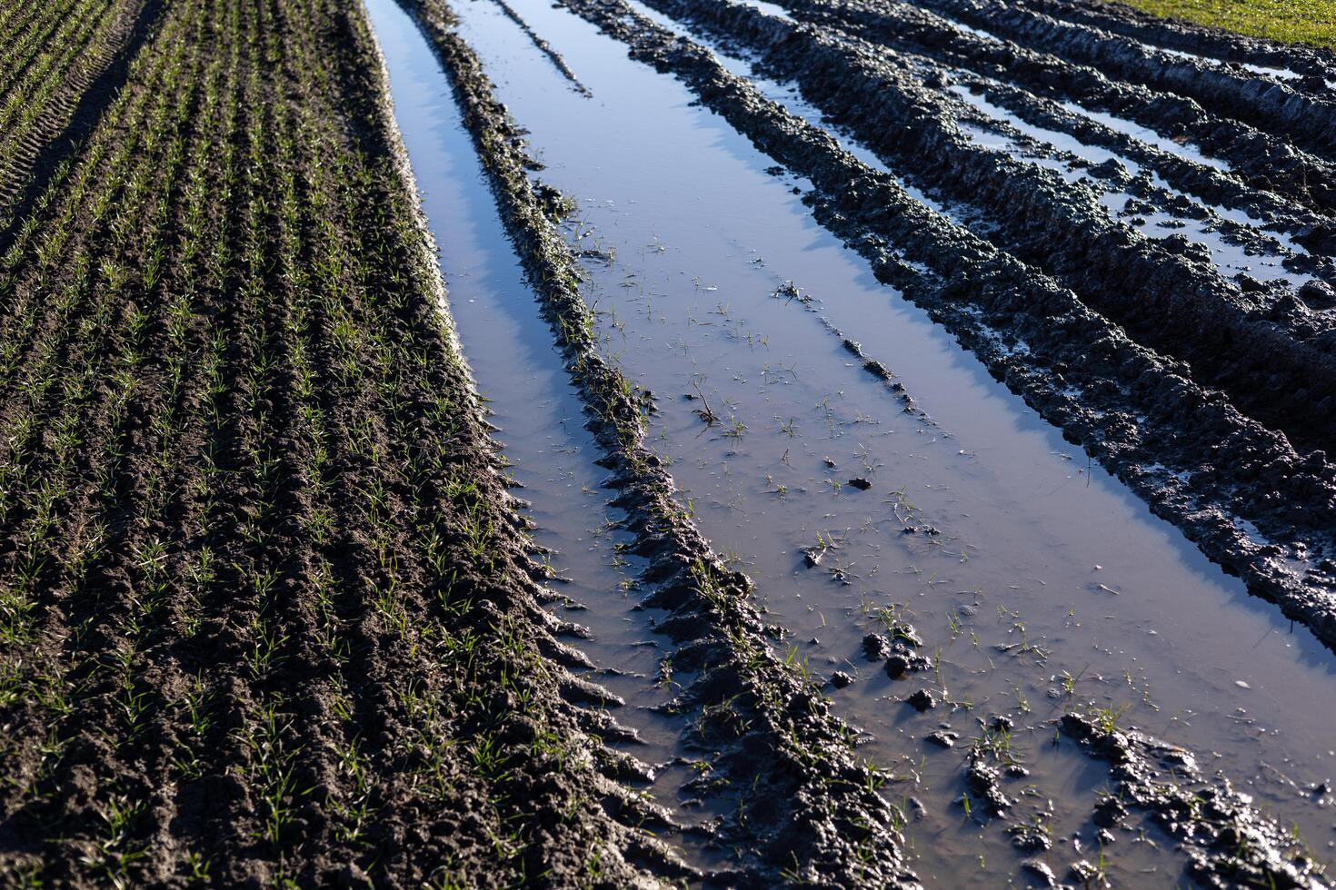 Tilled agricultural land displays muddy tire tracks filled with water, reflecting the sunlight as it glistens in the morning photo