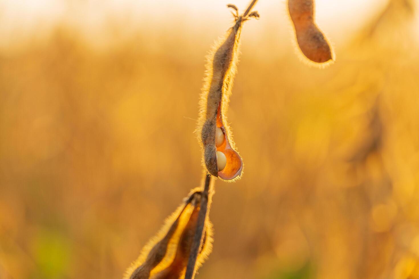 Golden sunlight illuminates soybean pods hanging from plants in a vibrant field, showcasing nature's bounty during harvest season photo