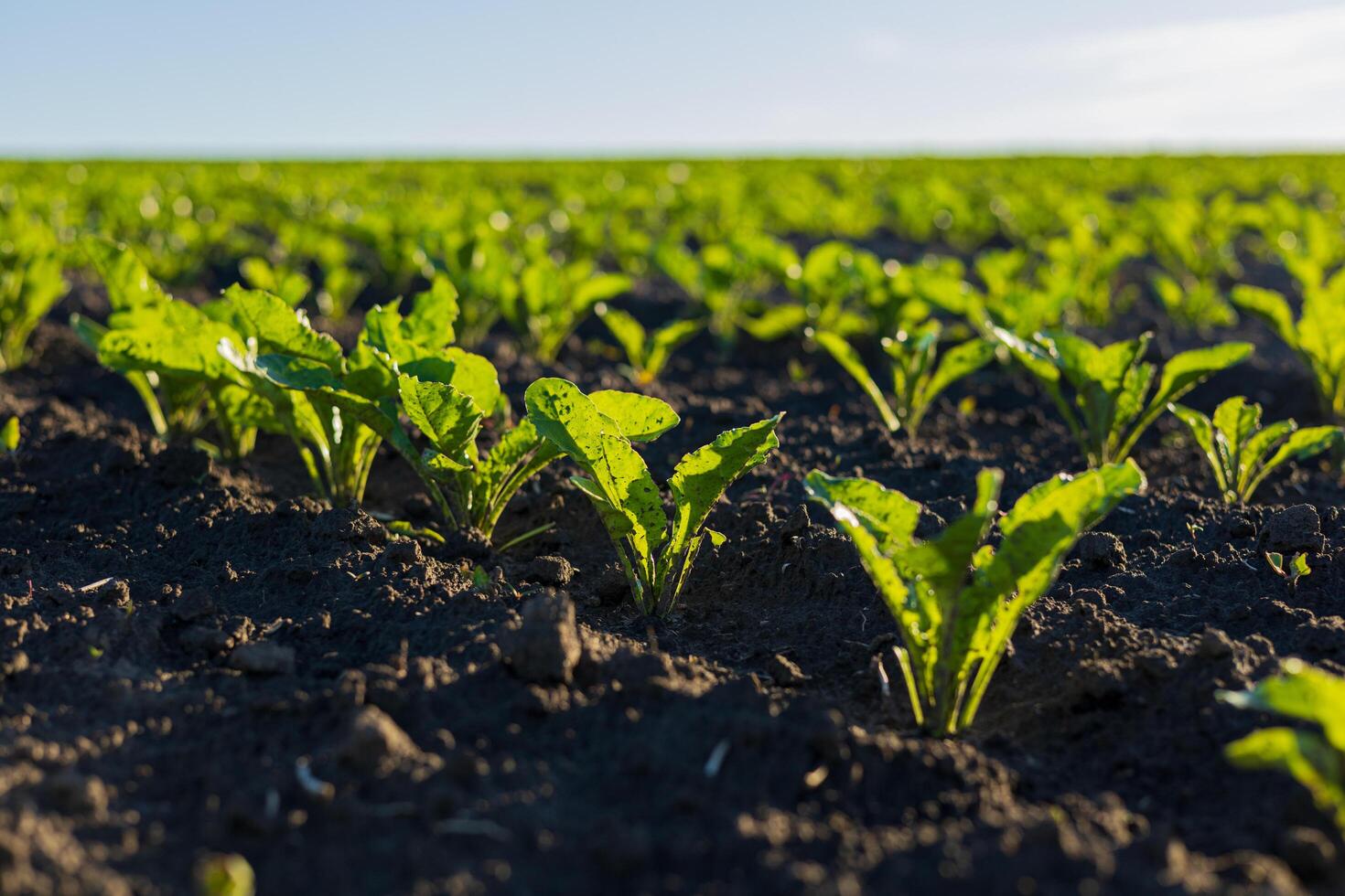 Rows of young sugar beet plants thrive in rich soil, basking in sunlight in a vibrant agricultural field on a warm day photo