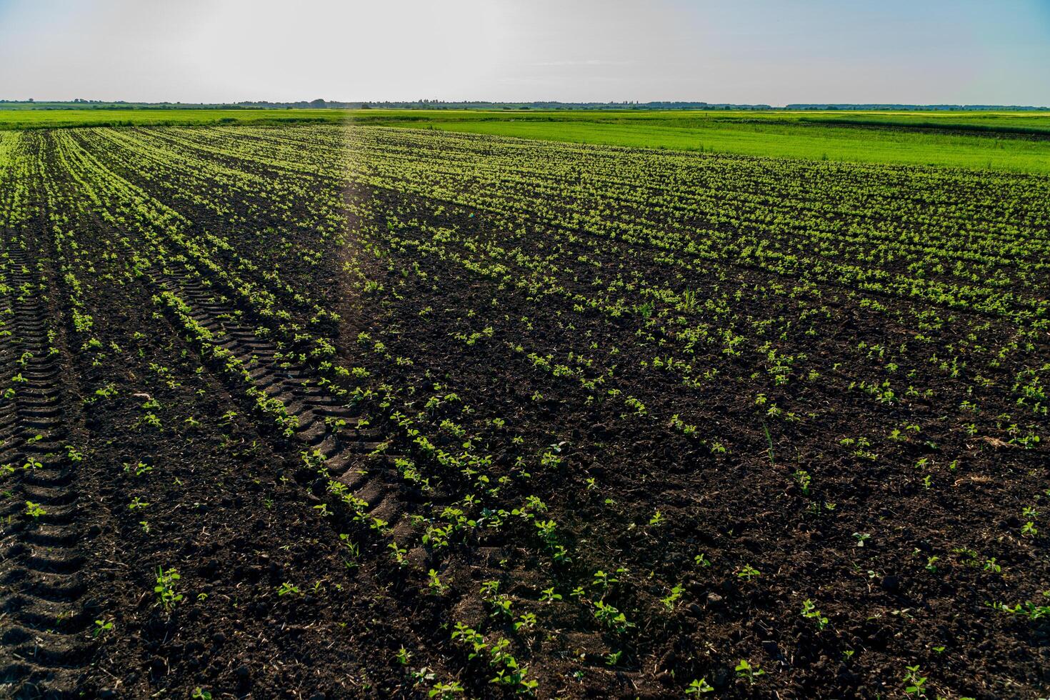 Green soybean plants sprout in neat rows across rich, dark soil under bright sunlight, showing early growth in a thriving agricultural landscape photo