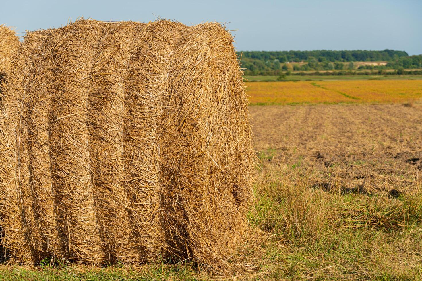 Rows of golden straw bales are stacked in a vast field under a bright blue sky, showcasing the beauty of harvest season in a rural setting photo