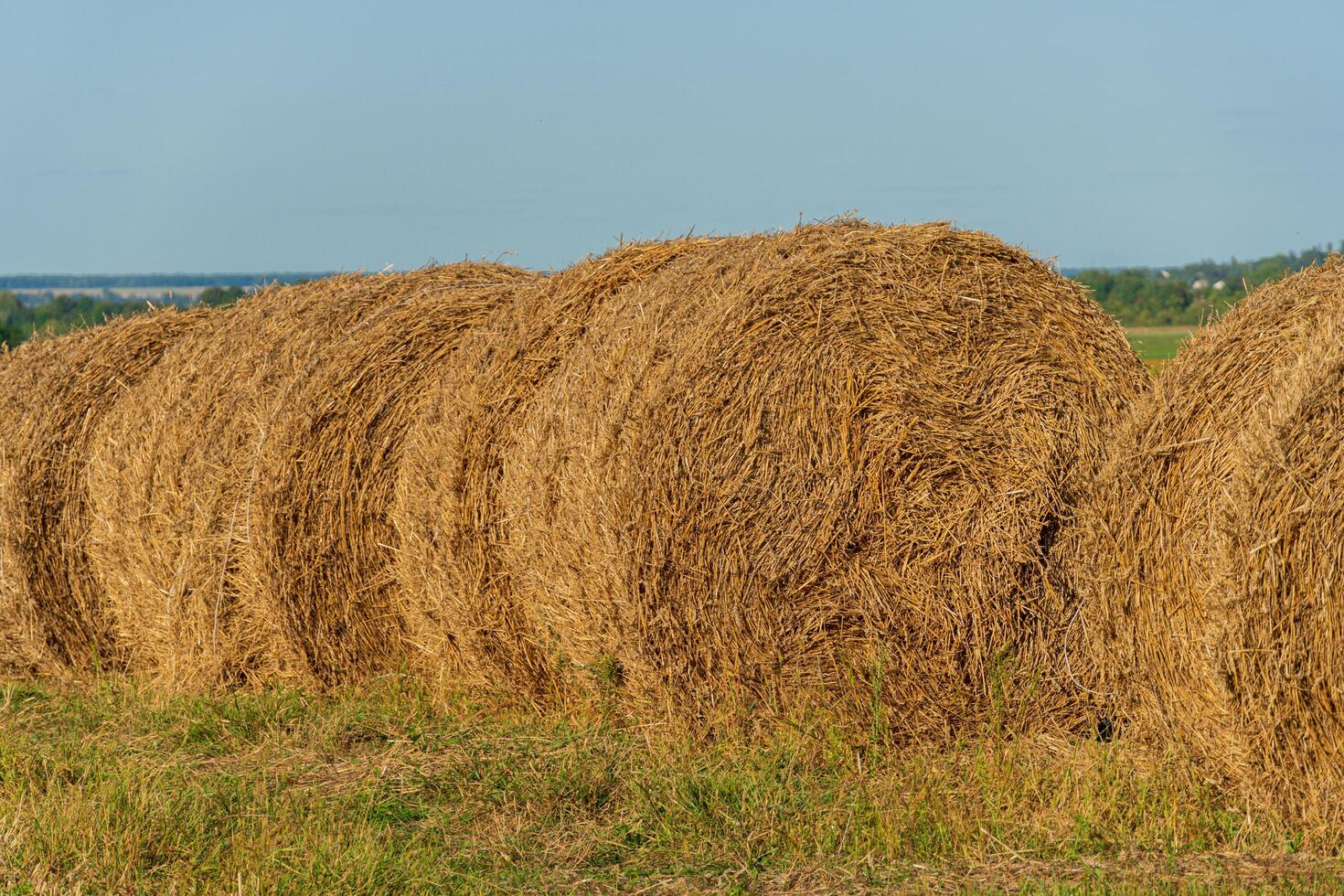 Large round hay bales are neatly arranged in a vast field under a clear sky, highlighting the beauty of rural farming photo