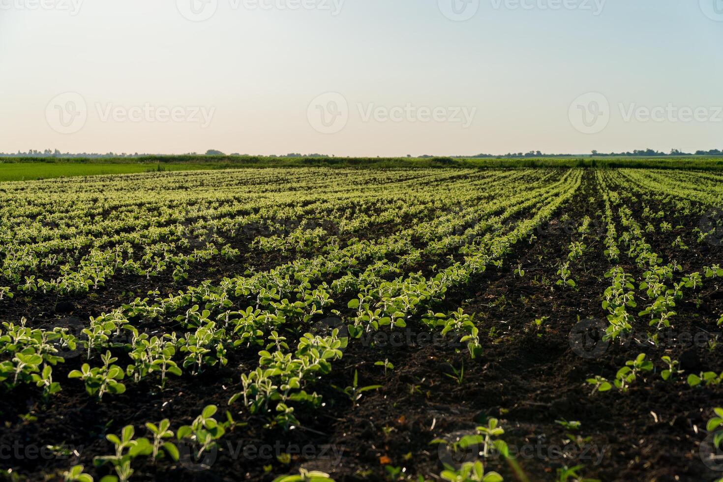 Rows of healthy soybean plants thrive in a field, signaling a successful harvest season under bright sunlight photo