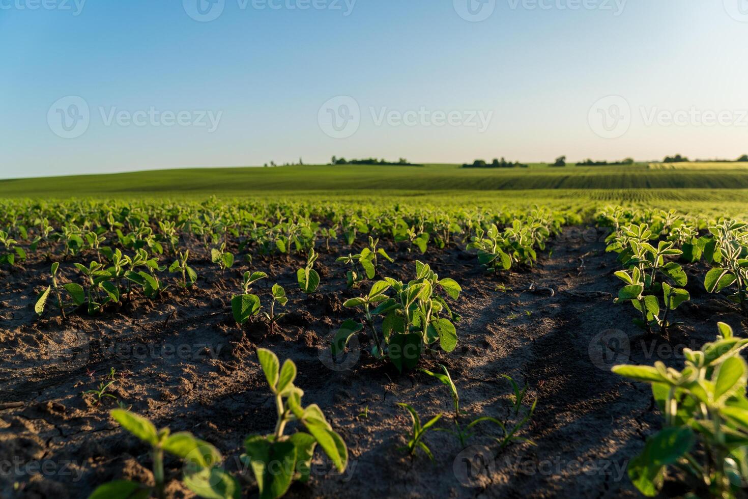 Vibrant soybean plants stretch across the field, basking in sunlight while new pods begin to form against a bright blue sky photo