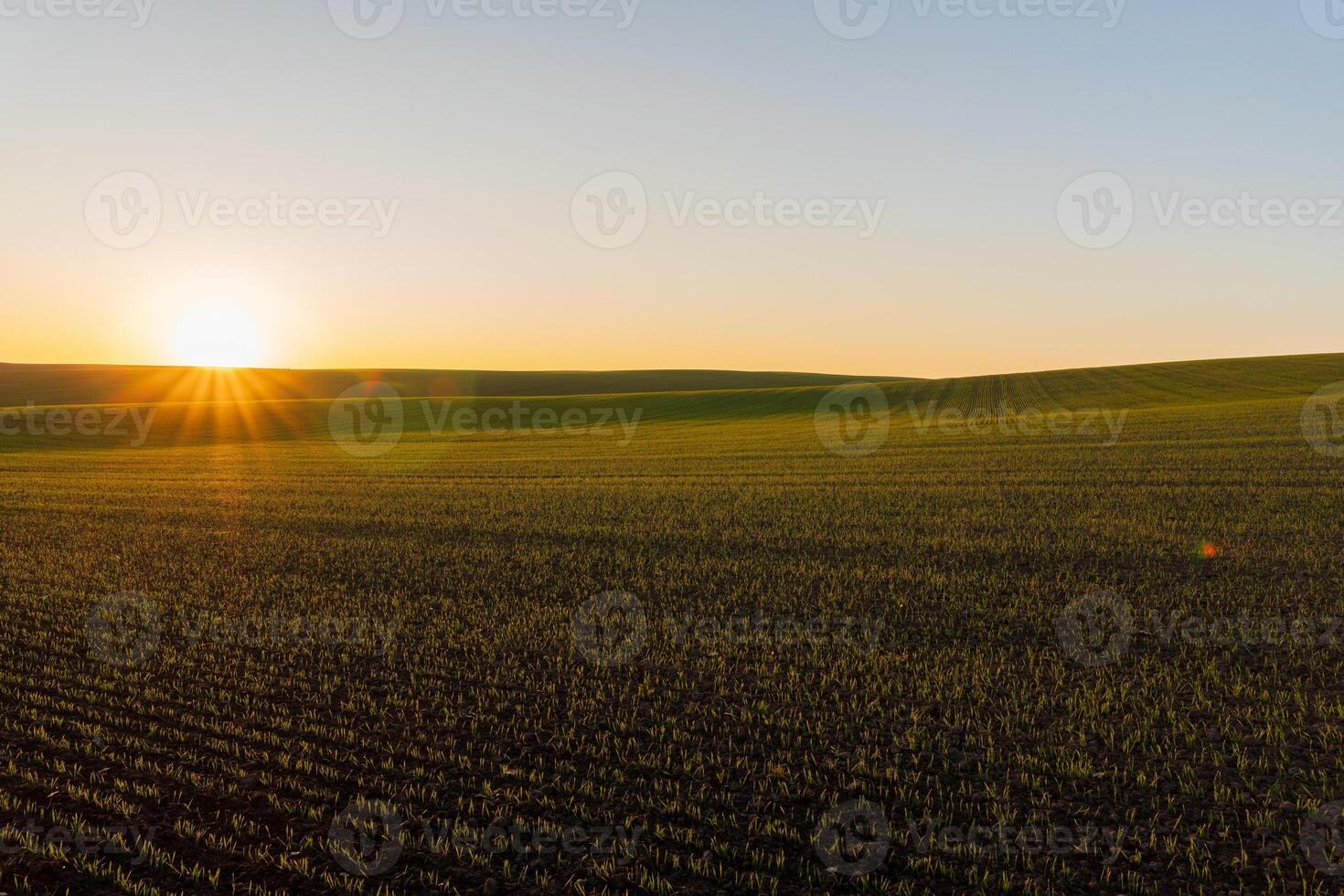 Wheat sprouts flourish in a winter field photo