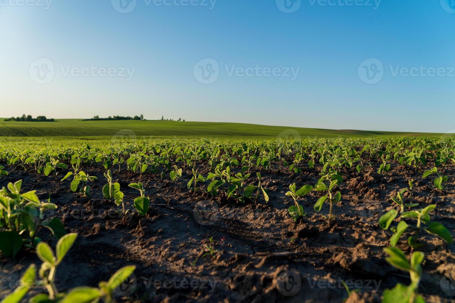 Young soybean plants thrive in rows across a vast agricultural field, basking under the bright sun in summer photo