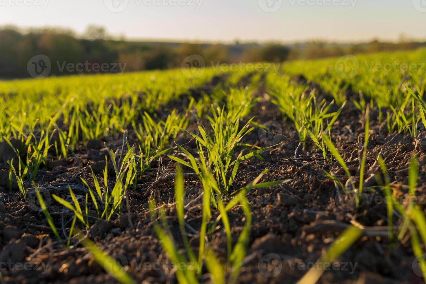 Wheat seedlings emerge from the soil in a winter field, basking in sunlight that highlights vibrant green sprouts and fertile earth photo